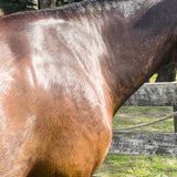 Eco Horse Liquid Gold Oil Wash (hot or cold water)