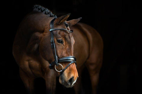 PS of Sweden Bridle GP