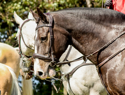 English Leather Plaited Browband