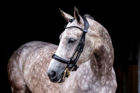 PSOS Double Bridle Paragon