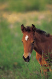 Elite Equine Breed & Grow